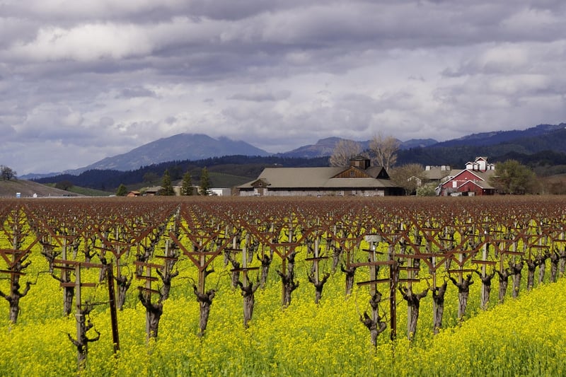 Napa Valley Vineyard